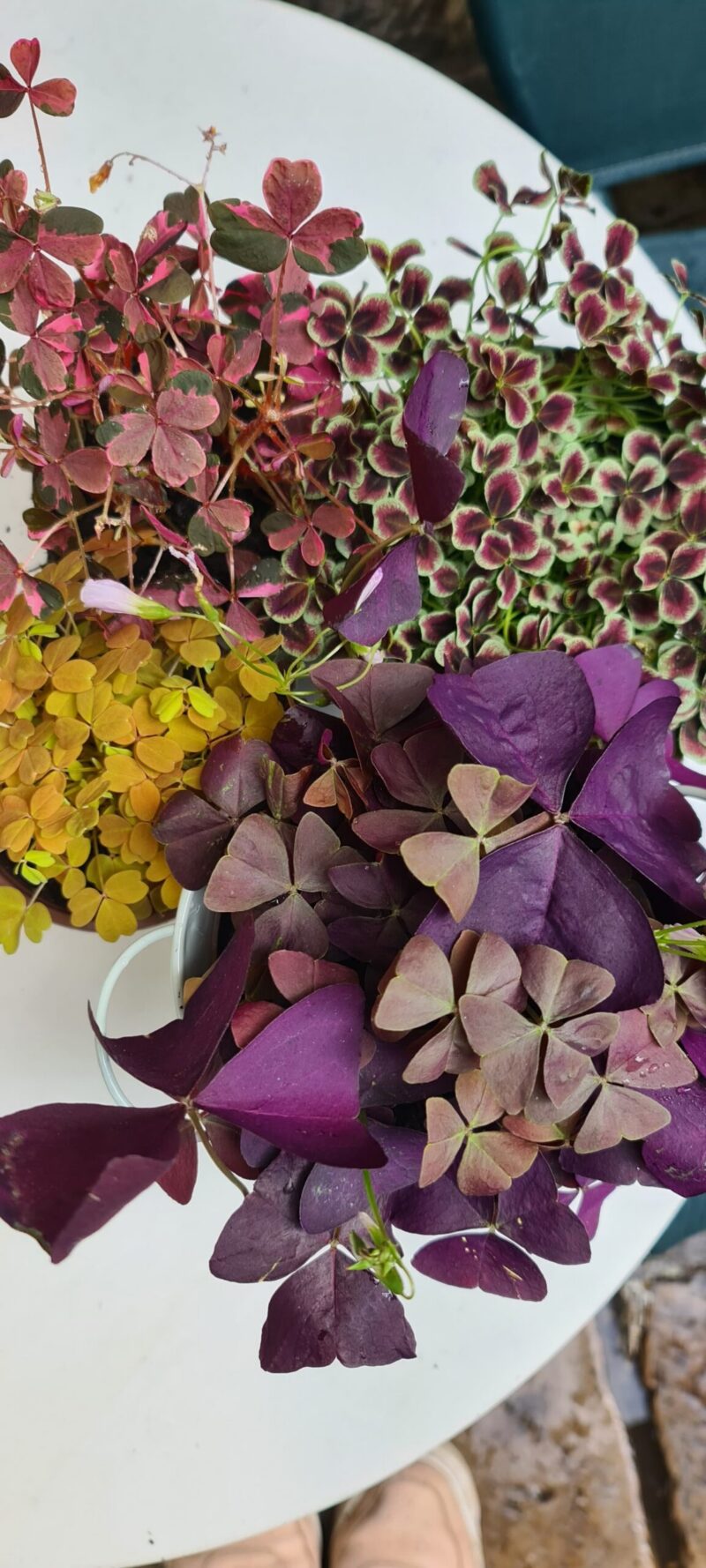 plusieurs plante oxalis sur une table