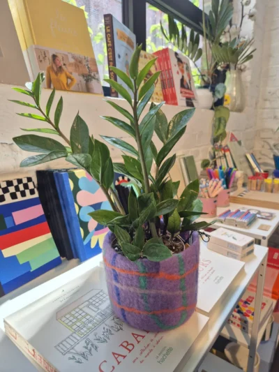z z plante dans un cache pot en feutrine design et original violet à carreaux