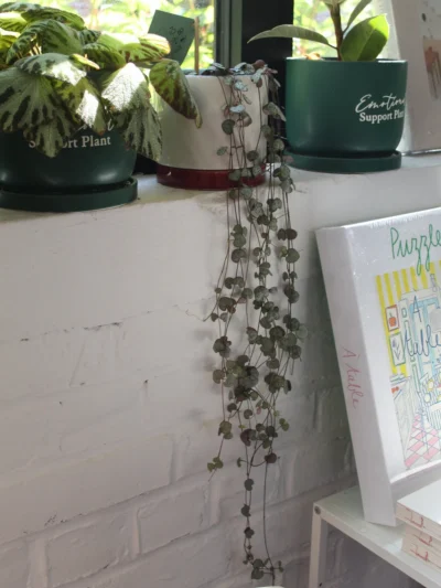 plante chaine de coeur ceropegia woodii