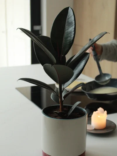 Ficus elastica dans un joli pot en ceramique