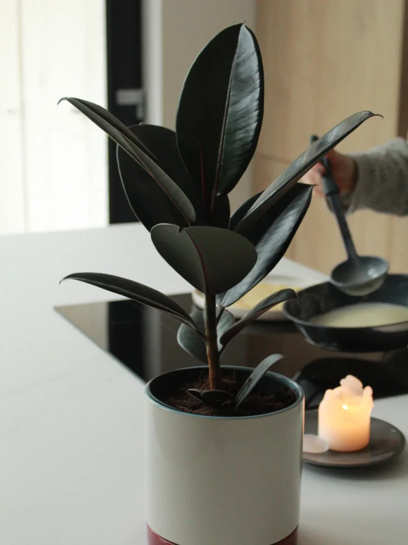 Ficus elastica dans un joli pot en ceramique