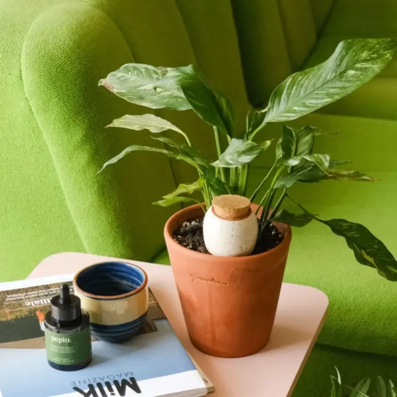 pièce d'une maison avec canapé et un olla de la marque pépin dans un pot de fleur