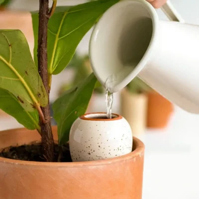olla de la marque pépin dans un pot de fleur en train d'être rempli d'eau