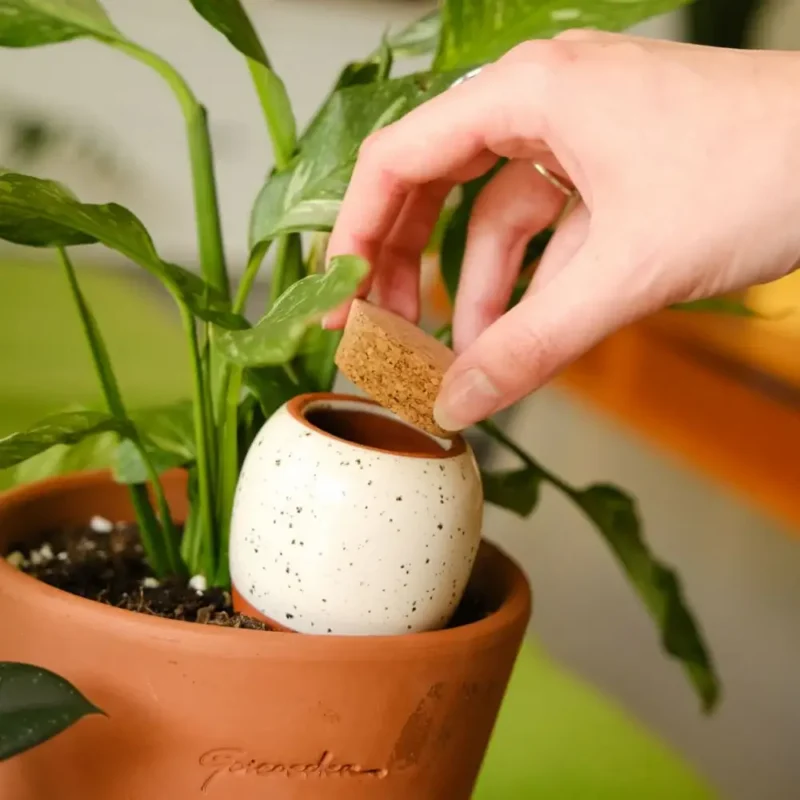 olla de la marque pépin dans un pot de fleur