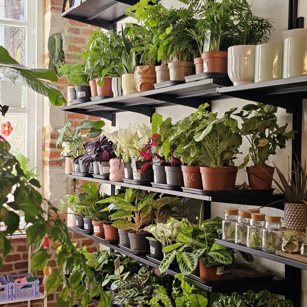 plante wilderie