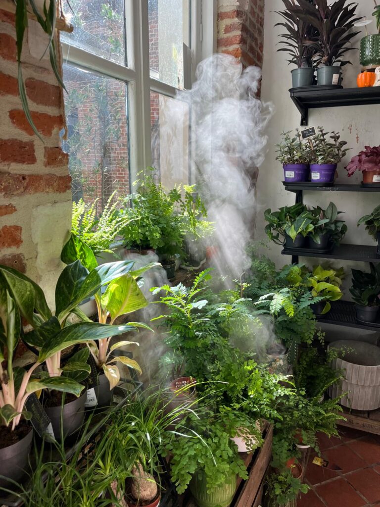 rayon de plante en automne avec fumée